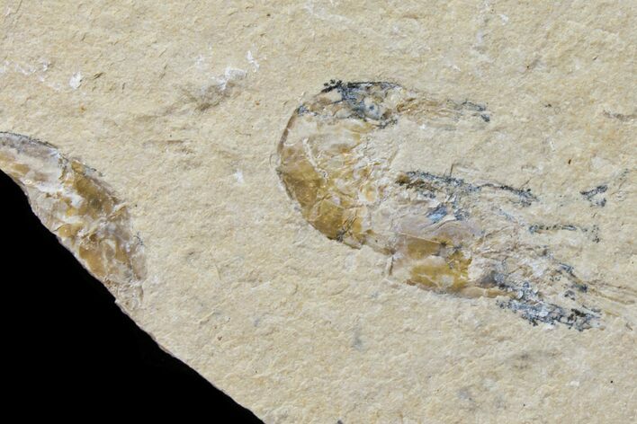 Cretaceous Fossil Shrimp - Lebanon #154554
